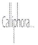 Calliphora SA